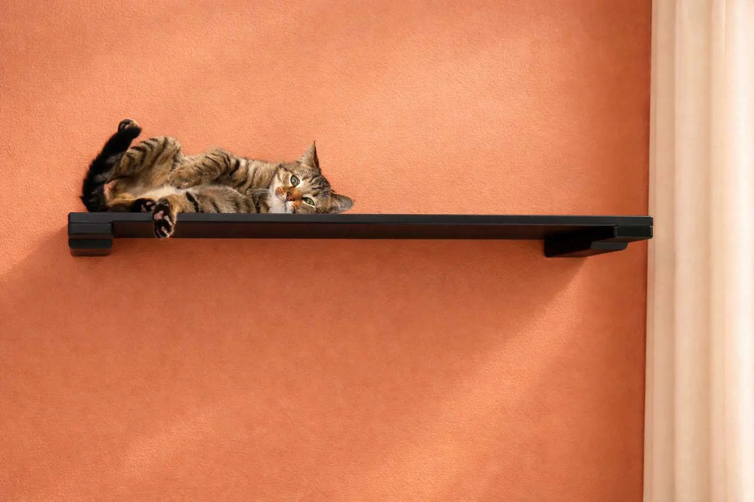 Wall-mounted cat shelf in black metal, cat lounging along the plank.