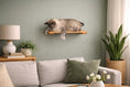 Load image into Gallery viewer, Wall-mounted cat shelf; natural wood, cat lounging on it.
