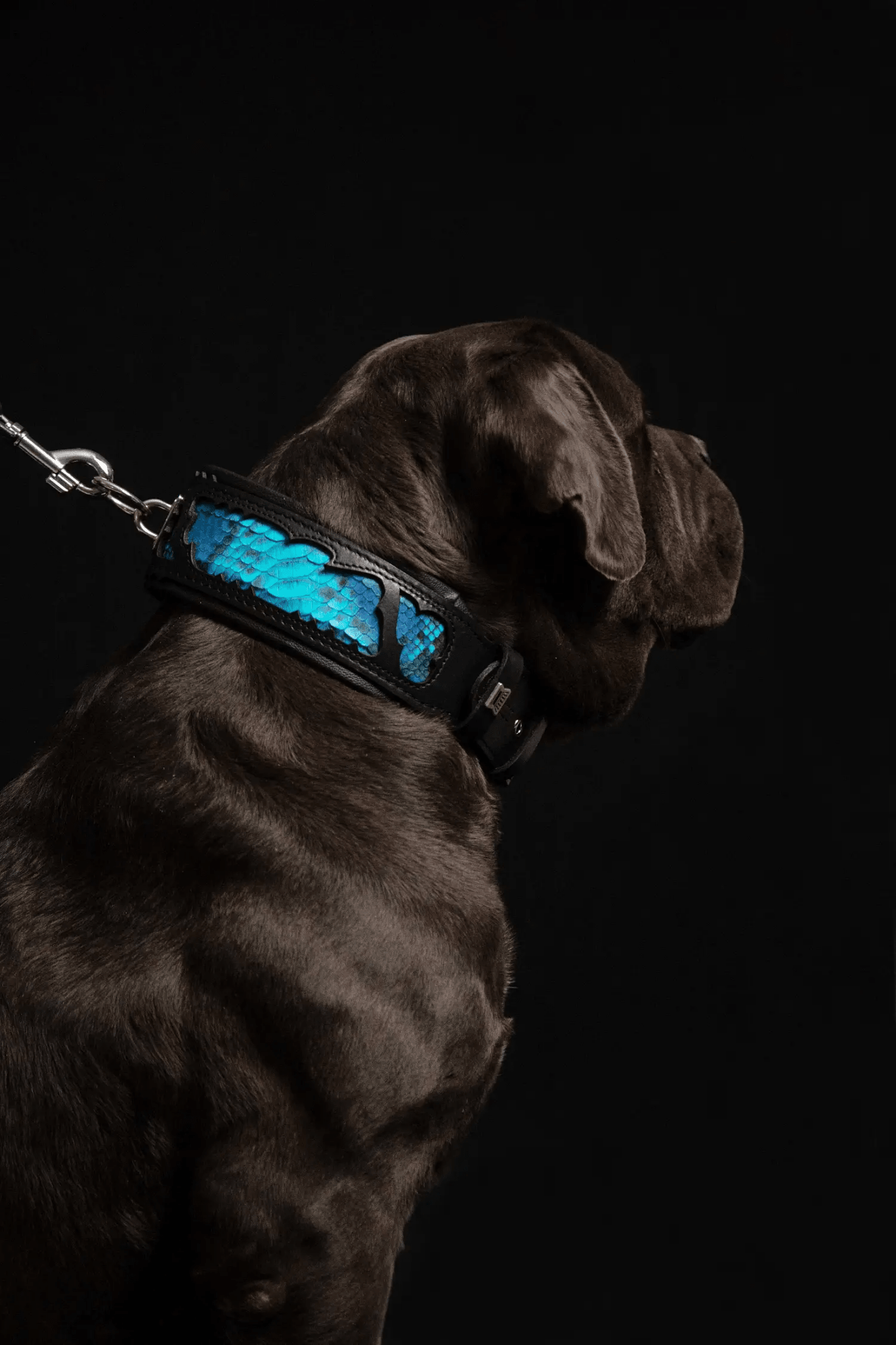 The ''Morelia Python'' collar - Pet Collars & Harnesses from Bestia Dog Gear