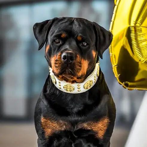 The "Maximus" collar 2.5 inch wide white & gold - Pet Collars & Harnesses from Bestia Dog Gear