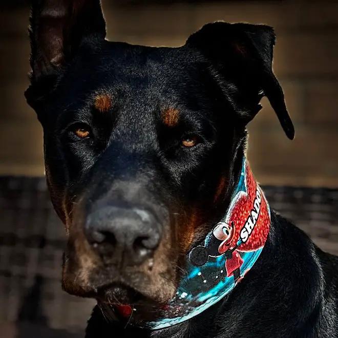 The Mickey Limited SET - Pet Collars & Harnesses from Bestia Dog Gear