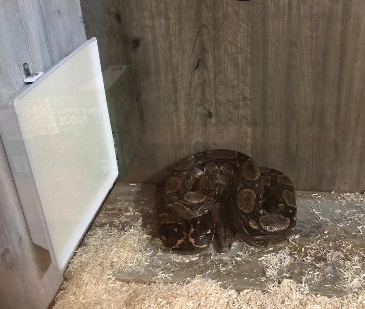 Sweeter Heater coop & brooder heater in a chicken coop; white heater panel beside a coiled snake.