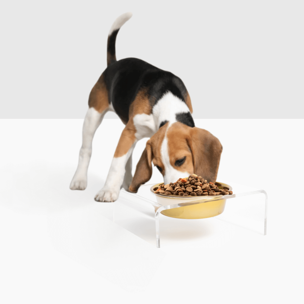 Hiddin Clear Acrylic Single Feeder with Gold Bowl – 5 in High