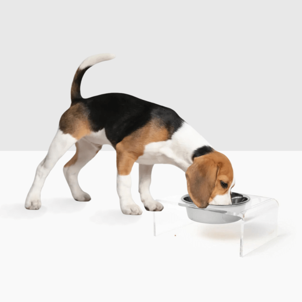 Hiddin Clear Acrylic Single Feeder with Silver Bowl – 5 in High