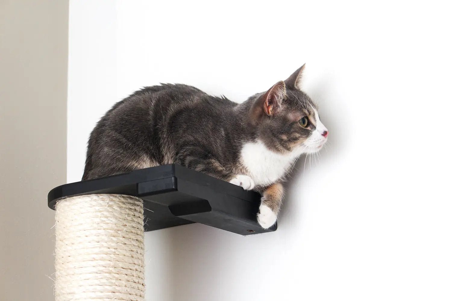 Wall Mounted Cat Climbing Pole; black platform with natural sisal rope scratching surface.
