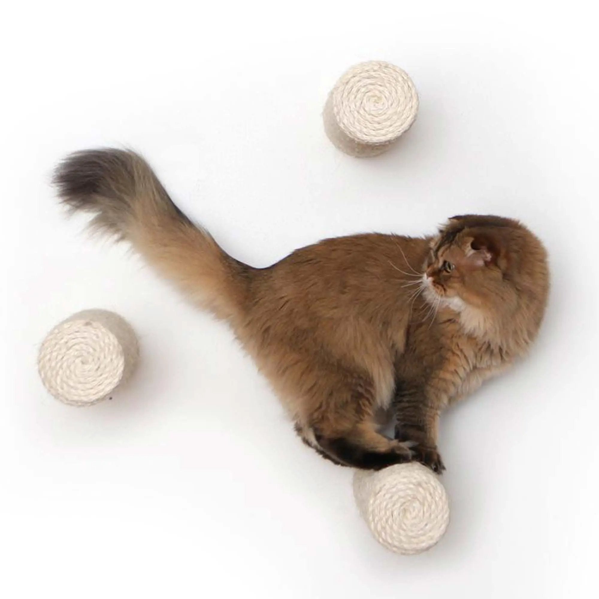 Floating Cat Step for Wall cat scratcher by Catastrophic Creations; natural rope balls (4) with a brown cat.