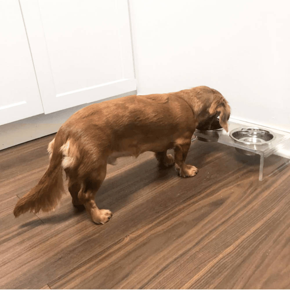 Hiddin Clear Acrylic Double Feeder with Silver Bowls – 3 in High