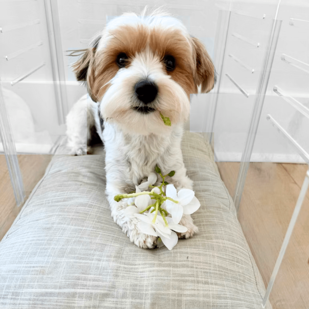 Hiddin Clear Acrylic Dog Crate – Small, Silver Latch