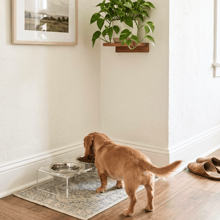 Hiddin Clear Acrylic Double Feeder with Silver Bowls – 3 in High