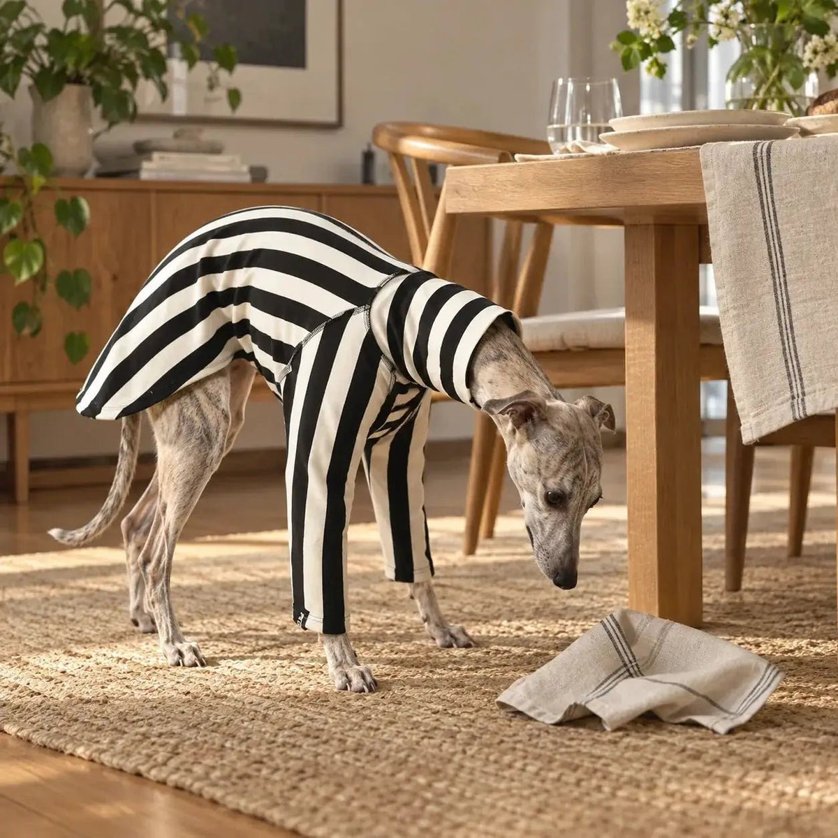 Whippet & Greyhound striped shirt for pets, black-and-white striped costume
