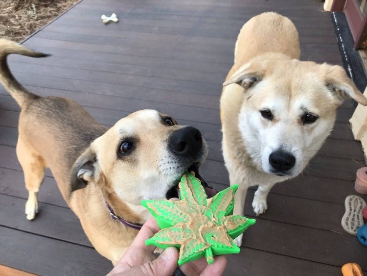 SodaPup Colorado Maple Leaf nylon dog chew toy in green, view 5