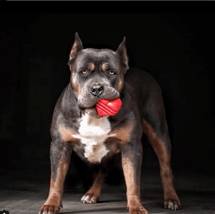 SodaPup heart-shaped rubber dog toy with string handle, view 6
