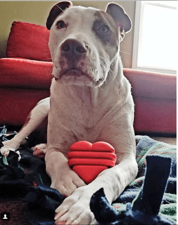 SodaPup heart-shaped rubber dog toy with string handle, view 7
