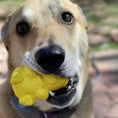 Cargar la imagen en la vista de la galería, Honey Bear Durable Rubber Treat Dispenser Dog Toy
