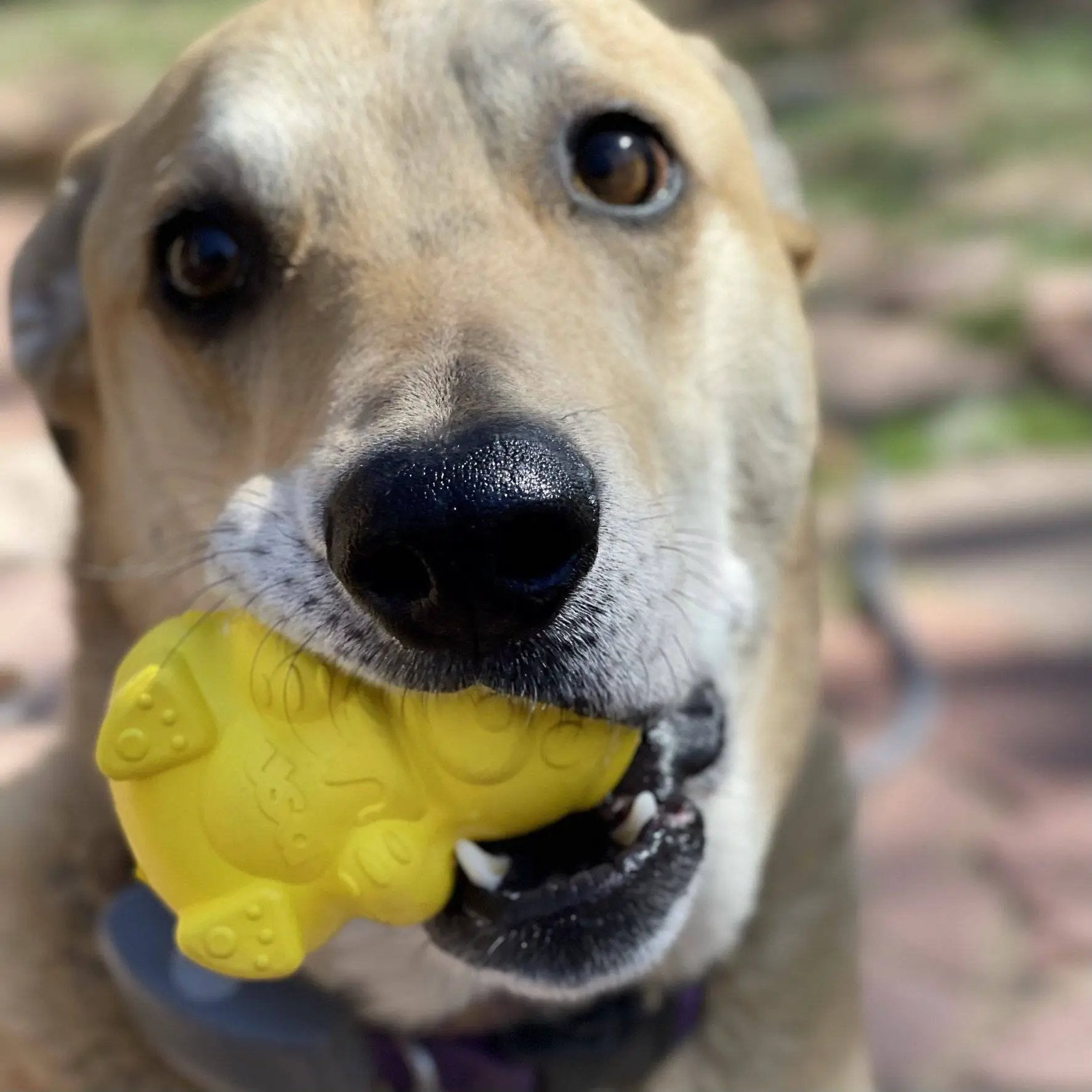 Honey Bear Durable Rubber Treat Dispenser Dog Toy