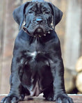 Charger l'image dans la visionneuse de la galerie, "Spiky" collar - Pet Collars & Harnesses from Bestia Dog Gear
