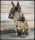 Charger l'image dans la visionneuse de la galerie, "Spiky" collar - Pet Collars & Harnesses from Bestia Dog Gear

