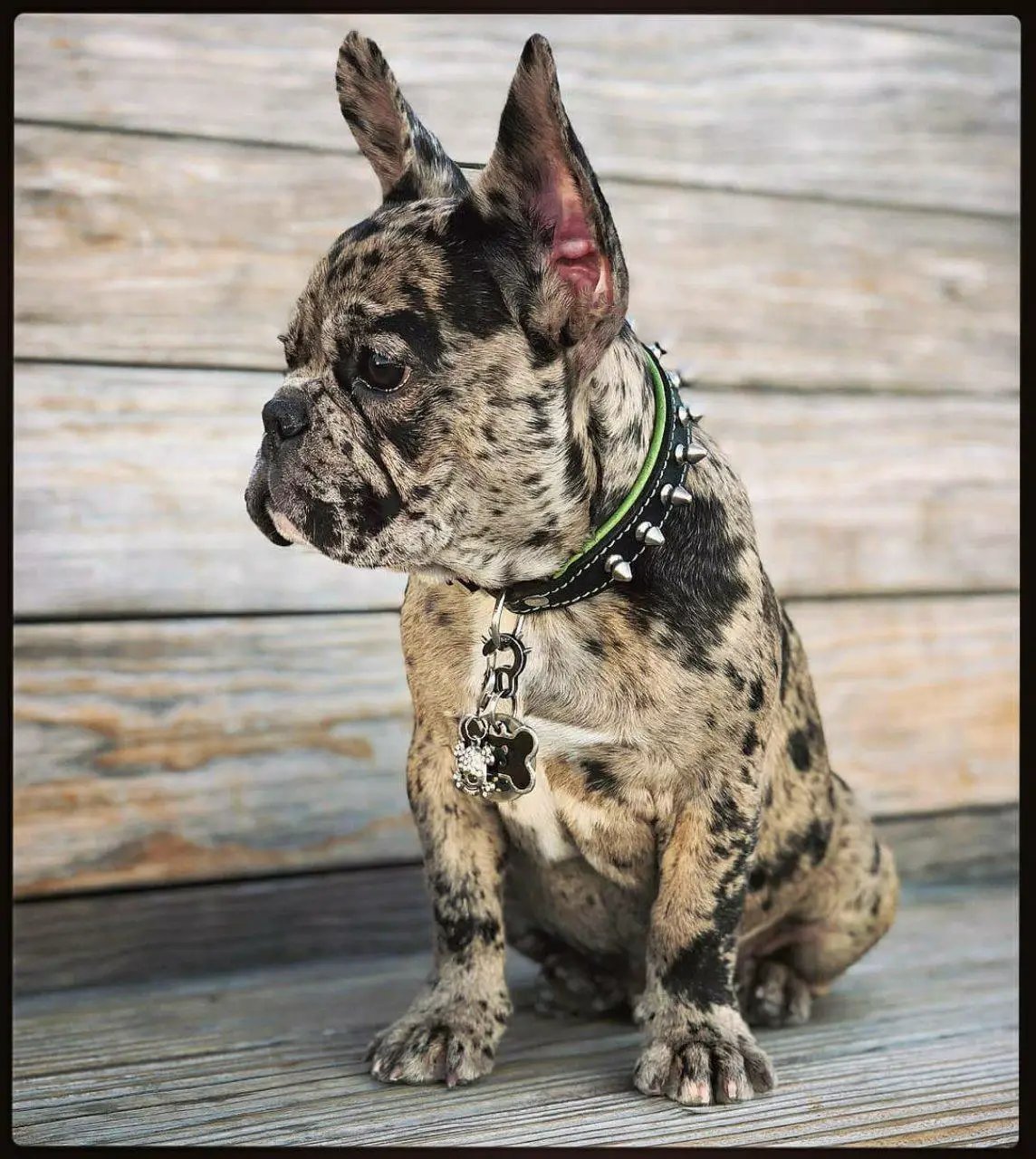 "Spiky" collar - Pet Collars & Harnesses from Bestia Dog Gear