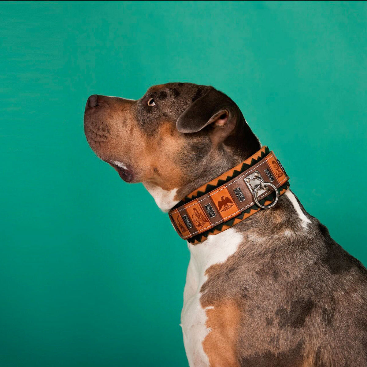 Bestia SPQR Roman Italian leather dog collar, view 3