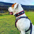 Load image into Gallery viewer, "EROS" BIG dog SET- Harness - collar - lead. Black & Red - Pet Collars & Harnesses from Bestia Dog Gear
