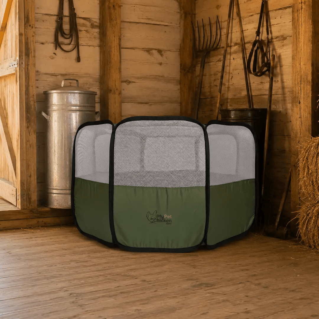 Hen Pen Starter Pop-Up Chick Brooder by My Pet Chicken, green with mesh panels.