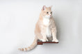 Load image into Gallery viewer, Cat Climbing Shelf by Catastrophic Creations; brown wooden cat shelf with orange tabby perched.
