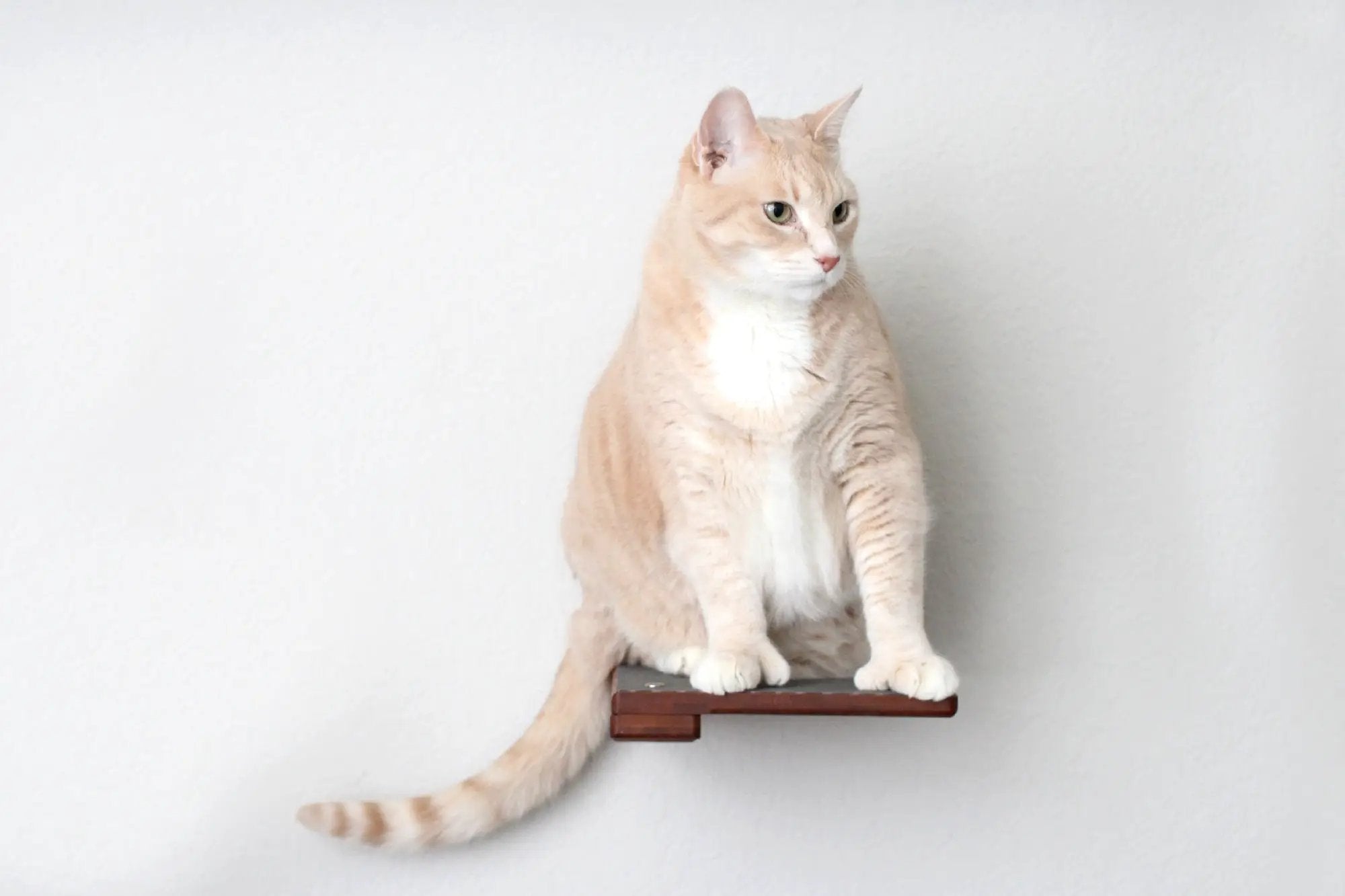Cat Climbing Shelf by Catastrophic Creations; brown wooden cat shelf with orange tabby perched.