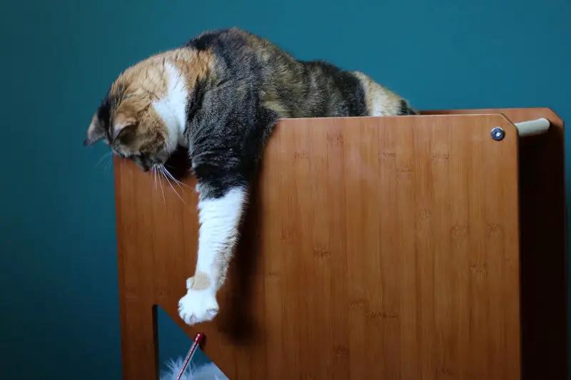 The Overlook Sturdy Bamboo Cat Tree Cat Condo by Catastrophic Creations, cat lounging on top