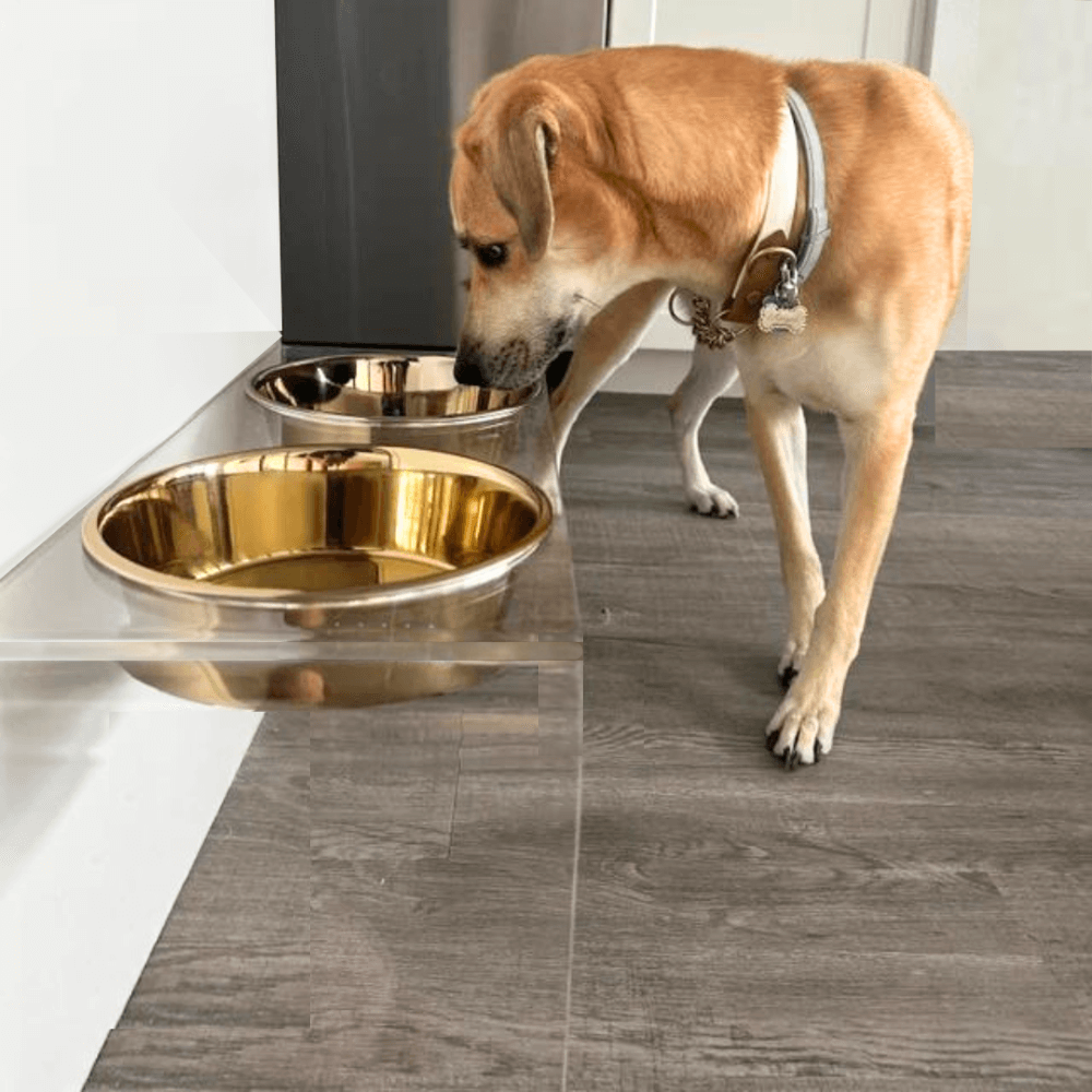 Hiddin Clear Acrylic Double Feeder with Gold Bowls – 12 in High