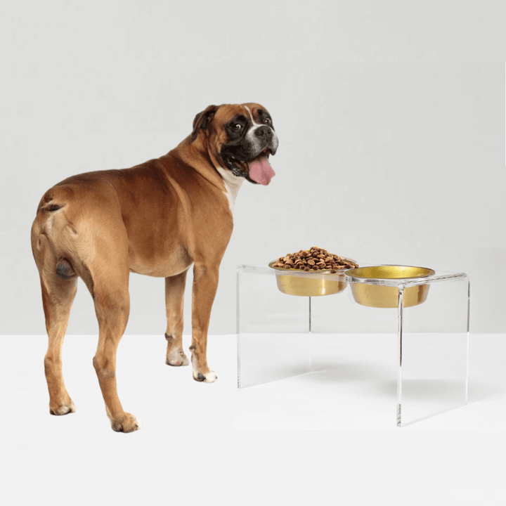 Hiddin Clear Acrylic Double Feeder with Gold Bowls – 12 in High