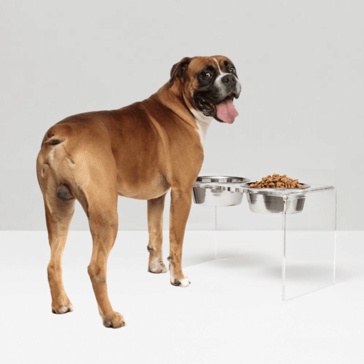 Hiddin Clear Acrylic Double Feeder with Silver Bowls – 12 in High