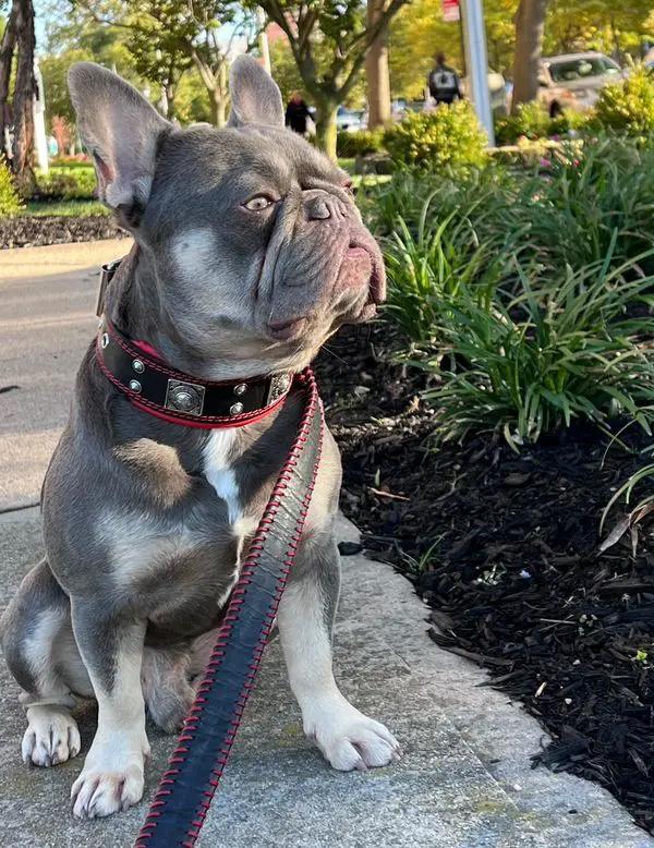 The "Eros" collar 2 inch wide - Pet Collars & Harnesses from Bestia Dog Gear
