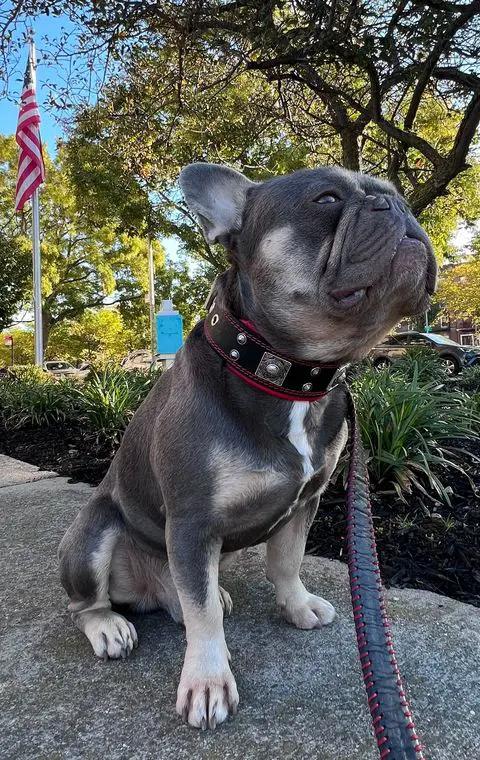 The "Eros" collar 2 inch wide - Pet Collars & Harnesses from Bestia Dog Gear