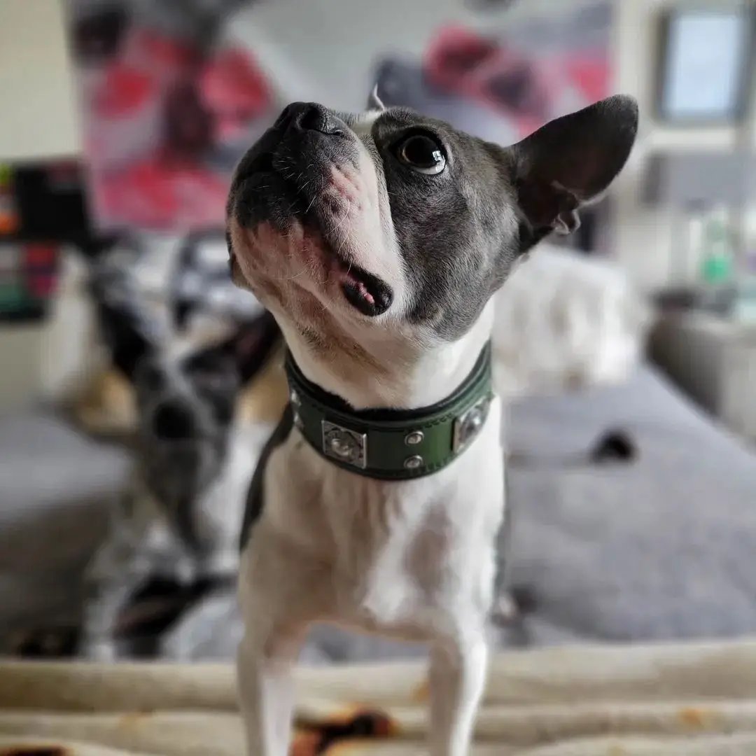 The "Eros" collar 2 inch wide Green - Pet Collars & Harnesses from Bestia Dog Gear