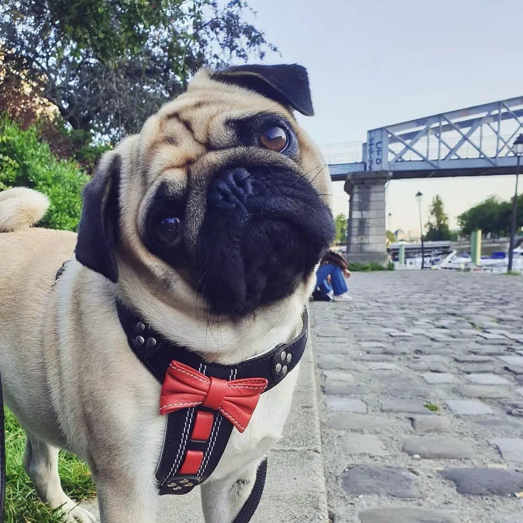 Bestia Dog Gear Bowtie Leather Harness Handmade Black Small Medium by Bestia Dog Gear