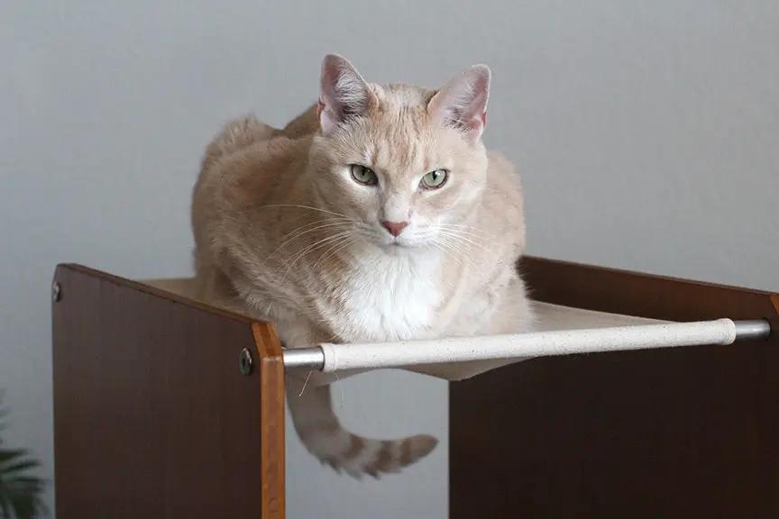 The Overlook bamboo cat tree condo with beige fabric hammock; lounging cat.