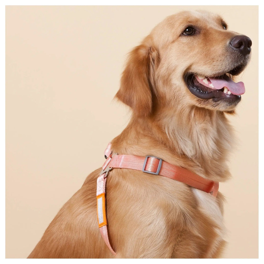 Touchdog ® &