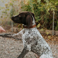 Cargar la imagen en la vista de la galería, Leather dog collar, brown with white stitching, Designer
