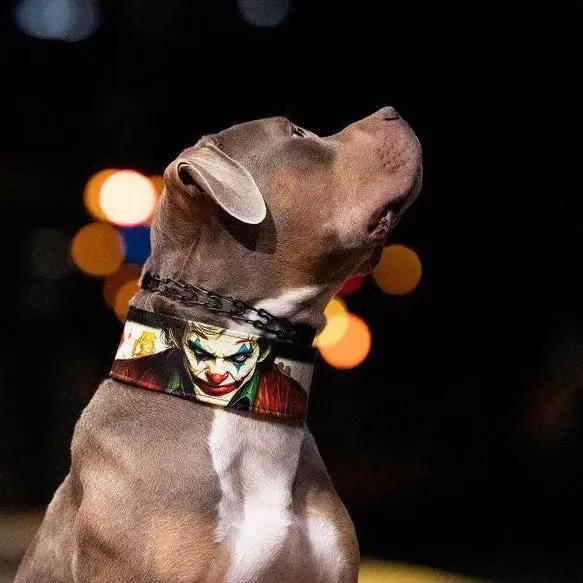 The Joker Limited Collar - Pet Collars & Harnesses from Bestia Dog Gear