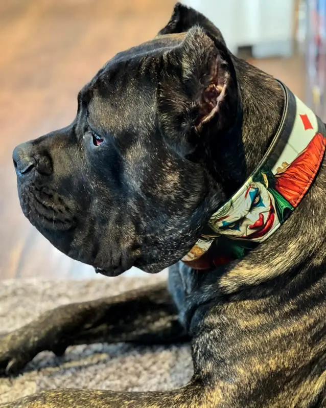 The Joker Limited Collar - Pet Collars & Harnesses from Bestia Dog Gear
