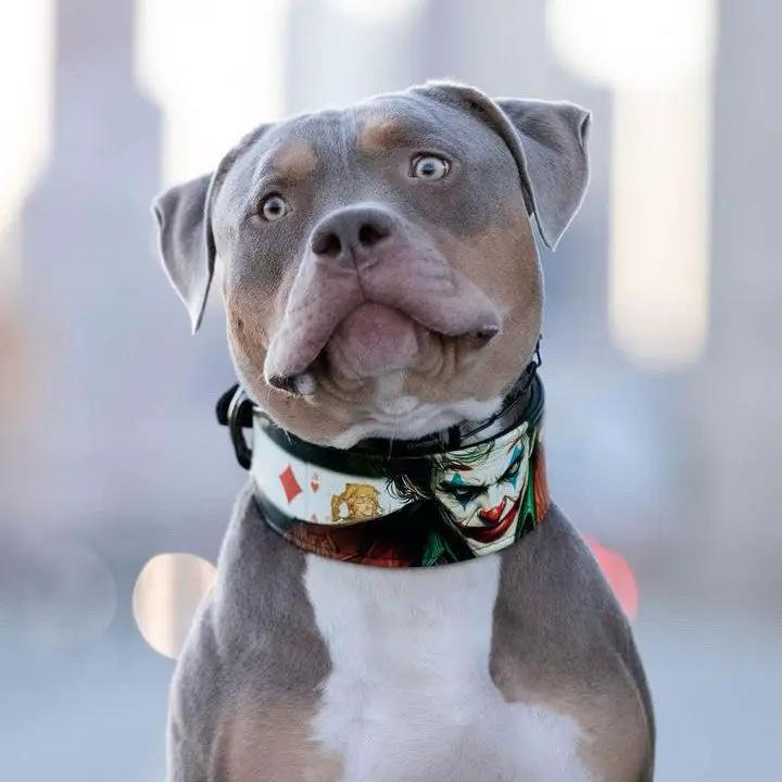 The Joker Limited Collar - Pet Collars & Harnesses from Bestia Dog Gear