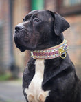 Load image into Gallery viewer, The Candy Dog Collar - Pet Collars & Harnesses from Bestia Dog Gear
