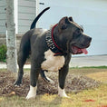 Bild in Galerie-Betrachter laden, Bestia David Hand Stitched Full Grain Leather Show Collar 3.15 Wide by Bestia Dog Gear
