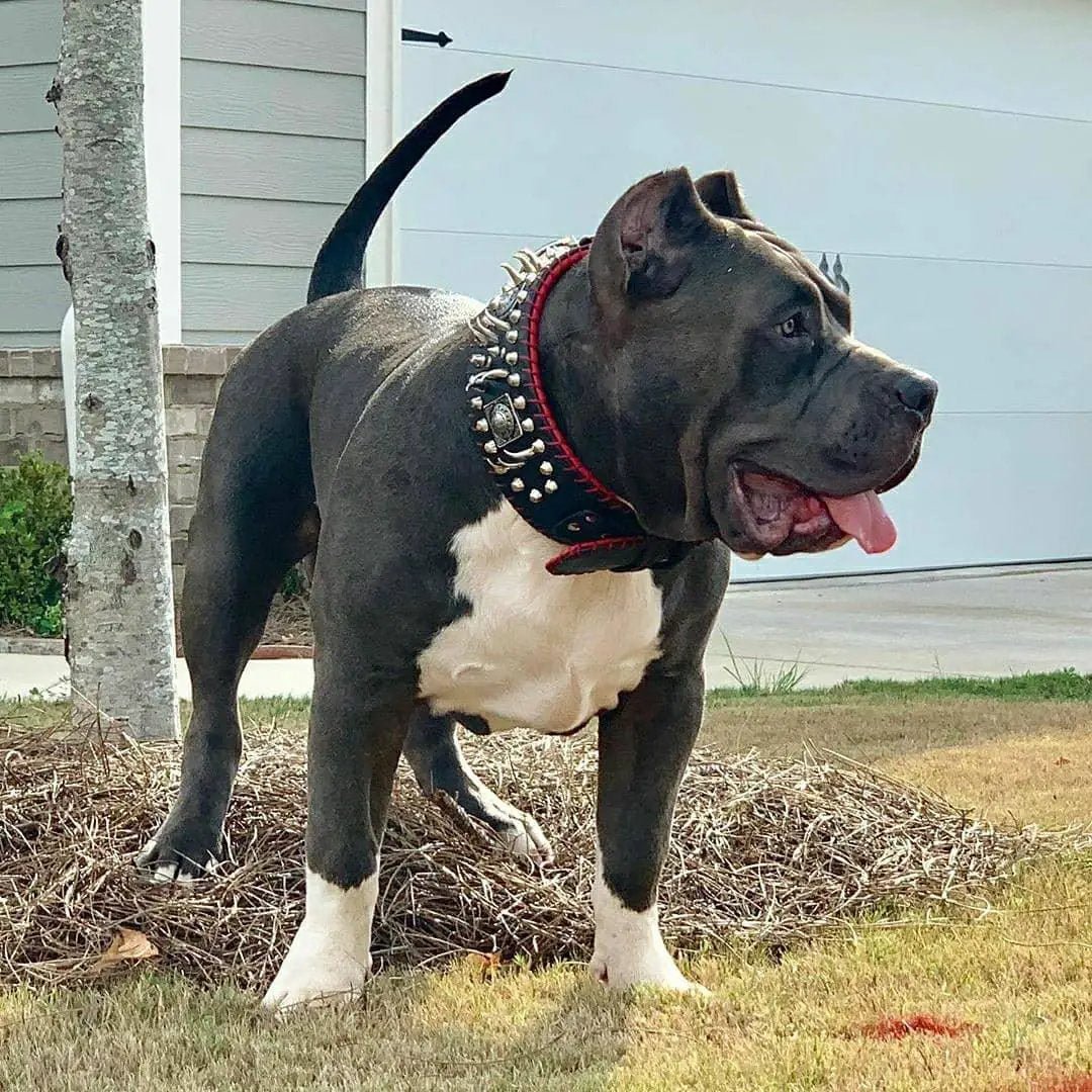Bestia David Hand Stitched Full Grain Leather Show Collar 3.15 Wide by Bestia Dog Gear
