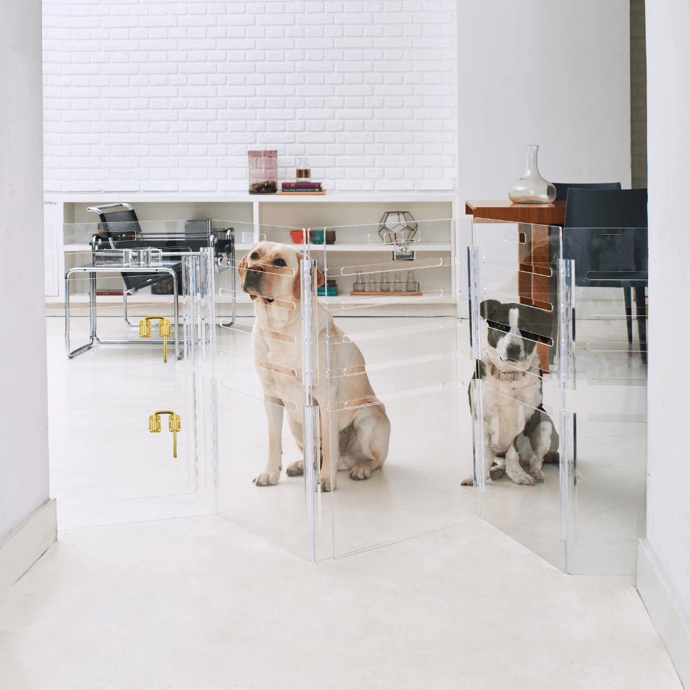 Hiddin Clear Acrylic Dog Crate – Medium, Gold Latch