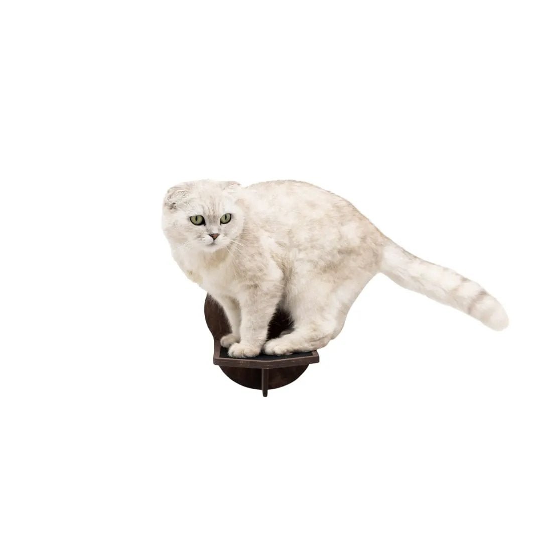 Enjoy The Wood Premium Dark Walnut Wall Mounted Wooden Cat Step by Enjoy The Wood