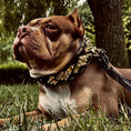 Load image into Gallery viewer, The ''Midas'' Collar Gold - Pet Collars & Harnesses from Bestia Dog Gear
