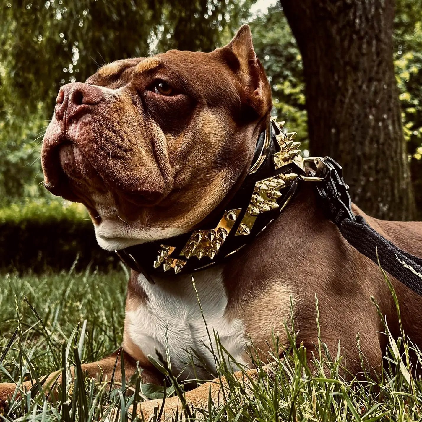 The ''Midas'' Collar Gold - Pet Collars & Harnesses from Bestia Dog Gear