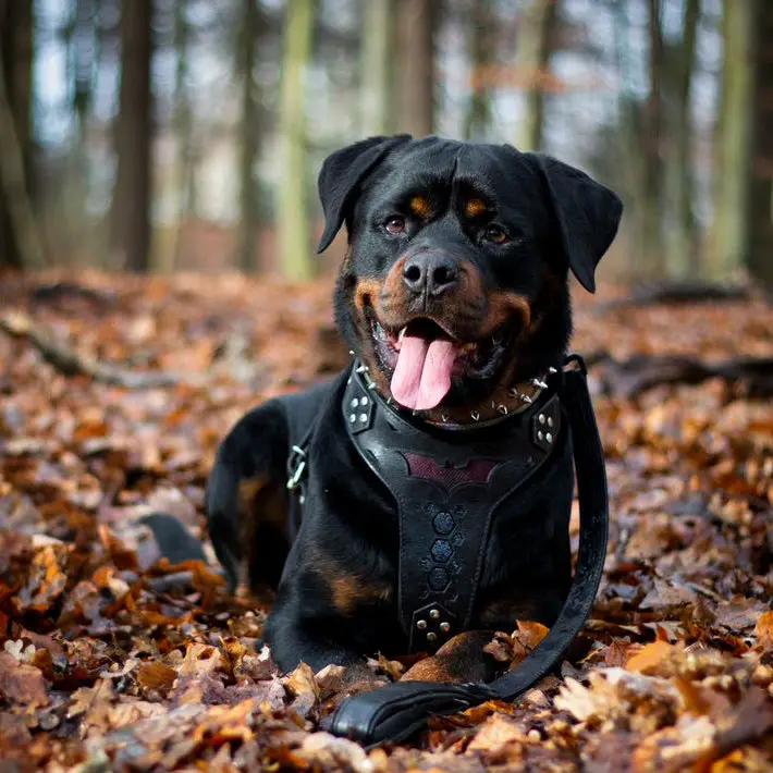 'BATDOG'' HARNESS - Pet Collars & Harnesses from Bestia Dog Gear