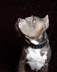 Carica l'immagine nel visualizzatore della galleria, BESTIA Black Giant Dog Collar For Large Breeds Durable Soft Lining by Bestia Dog Gear
